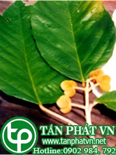 Cánh diều chữa nhức mói,tê rần, đau nhức xương khớp
