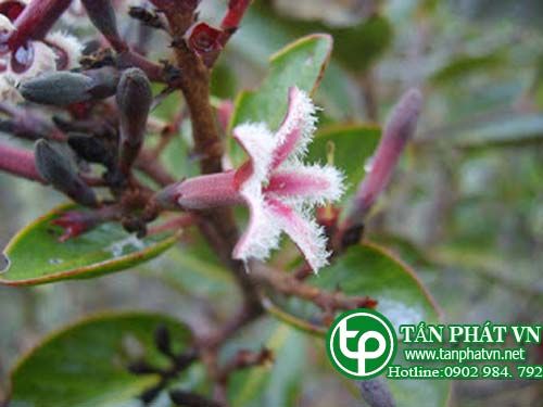 Canhkina chữa thiếu máu,mệt mỏi,chữa sốt
