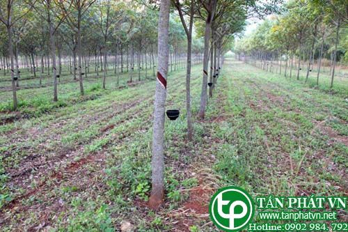 Cao su lảm thuốc dán, thuốc cao lá