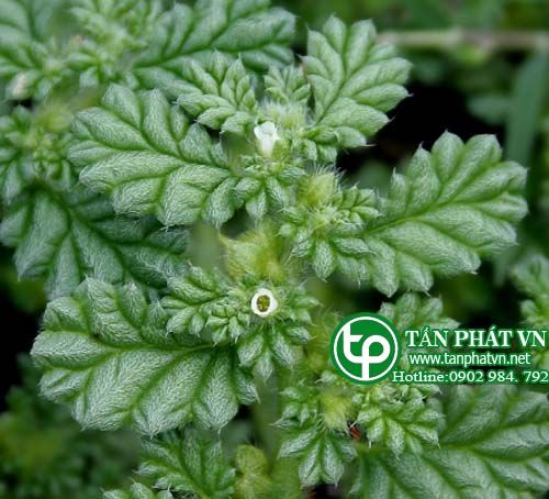 Cáp điền lá trị sưng đau  do tê thấp, trị mụn nhọt