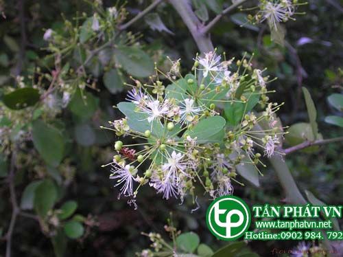 Cáp hàng rào điều hòa kinh nguyệt, thuốc hạ nhiệt