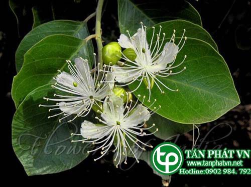 Cáp to vỏ làm hương, chữa phù