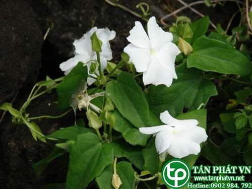 Cát đẳng thơm trị tai điếc, không muốn ăn