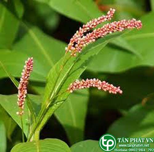 Cát sâm trị suy nhược, kém ăn, ho nhiều đờm