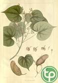 Cây bài cành giúp lợi tiểu