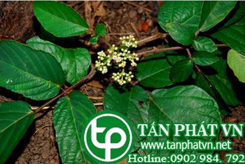 Cây chạ bục trị ho gà, vàng da