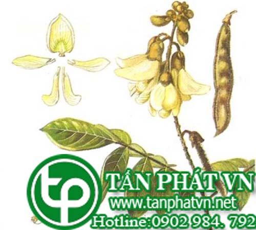 Cây cổ dải dùng làm thuốc diệt ruồi