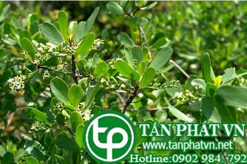 Cây cọc vàng trị ngứa
