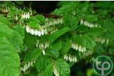 cây di xoan dùng để diệt sâu bọ,trị bệnh ngoài da