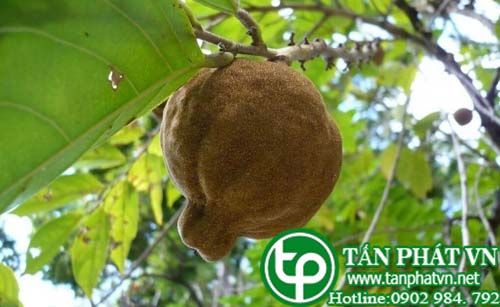 Cây lọ nồi dùng trị bệnh phong hủi và các bệnh ngoài da khác