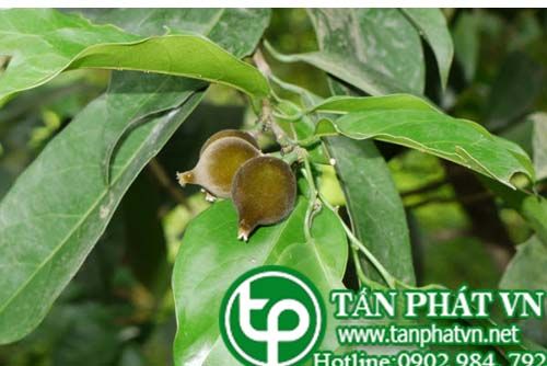 Cây lọ nồi Hải nam có tác dụng khư phong,  công độc, sát trùng