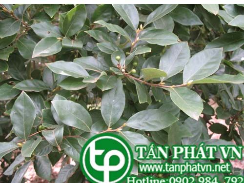 Cây lòng trứng có tác dụng thanh nhiệt giải độc, tiêu sưng