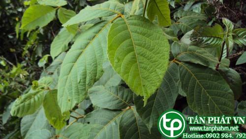 Cây lù mù sắc uống chữa kiết lỵ