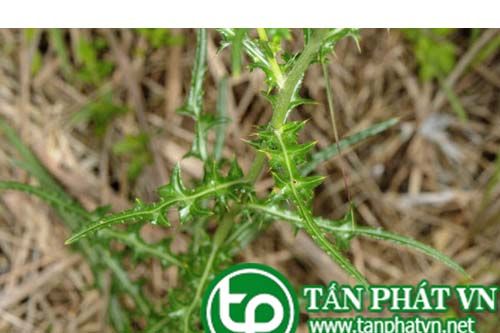 Cây luân kế có tác dụng hoạt huyết, tán ứ, tiêu phù, tiêu viêm
