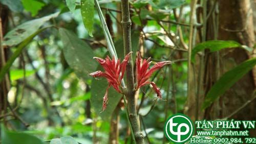 Cây luân rô đỏ làm thuốc giã đắp trị đau mắt