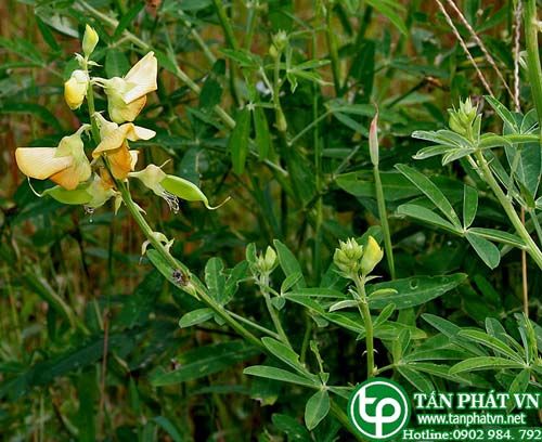 Cây lục lạc năm lá dùng trị rắn cắn và bò cạp đốt