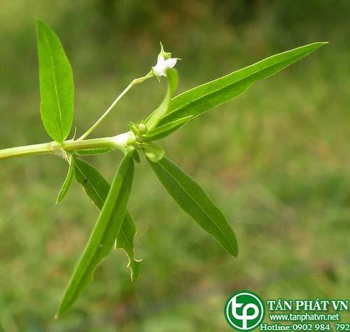 Cây lưỡi rắn trắng có tác dụng thanh nhiệt giải độc