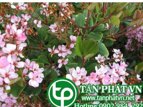 Cây lương gai trị ỉa chảy và các chứng xuất tiết