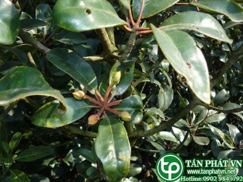 Cây lương xương dùng trị sốt