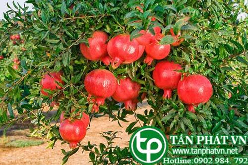 Cây lựu có tác dụng sát trùng trừ sán