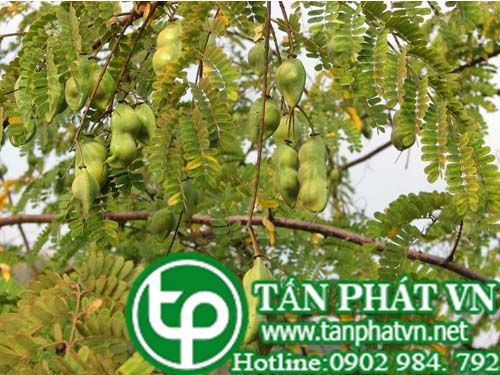 Cây móc mèo xanh làm thuốc chữa bệnh mắt vàng, lao phổi