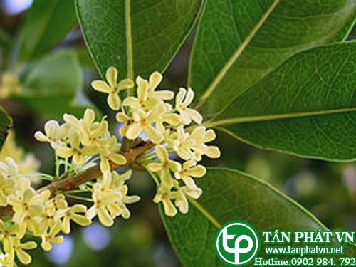 Cây mộc trị hư hàn đau dạ dày, đau răng, thận hư
