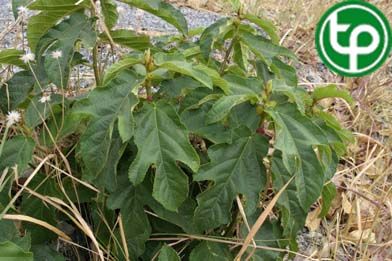 Cây ngoại khỉ trị phong thấp đau xương, bế kinh, sản hậu ứ huyết