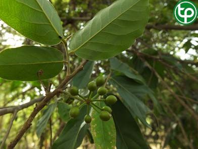 Cây nhọc trị ban