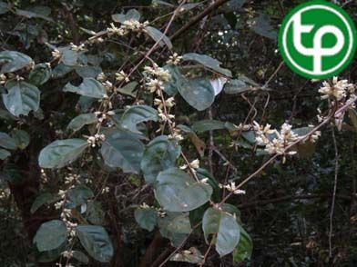 Cây nhót dại  làm mứt, nấu canh chua