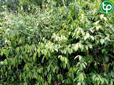 Cây nhót núi trị khớp xương, đòn ngã ứ đau, thổ huyết