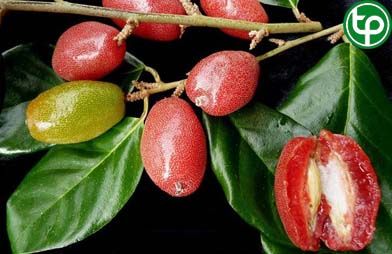 Cây nhót trị ỉa chảy, hẽn suyễn, khạc ra máu