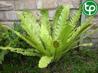 Cây ổ chim trị bệnh tiểu đường, hô hấp
