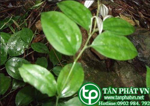 Cây ô dược Chun có tác dụng tán ứ tiêu thũng