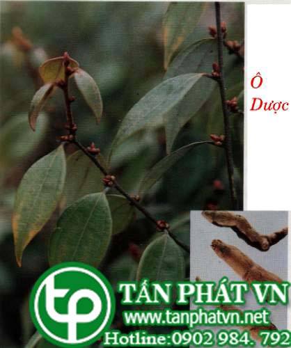 Cây ô dược có tác dụng thuận khí chỉ thống, ôn thận tán hàn
