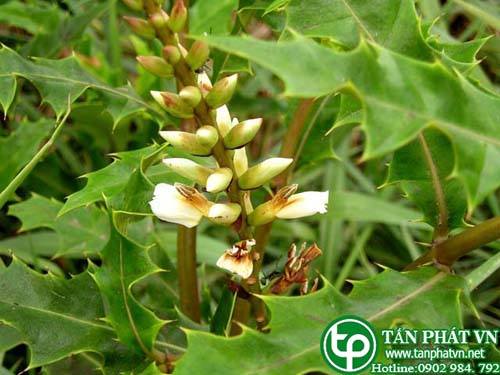 Cây ô rô dùng sắc uống trị bệnh đường ruột