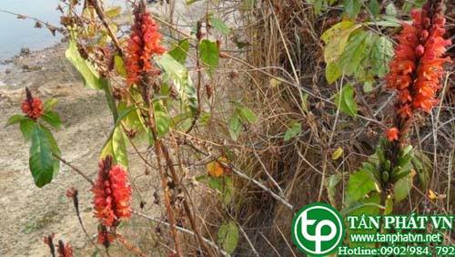 Cây ô rô lửa hoa cong có tác dụng thanh nhiệt giải độc