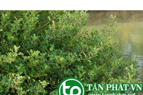 Cây ô rô nước có tác dụng làm tan máu ứ, tiêu sưng, giảm đau