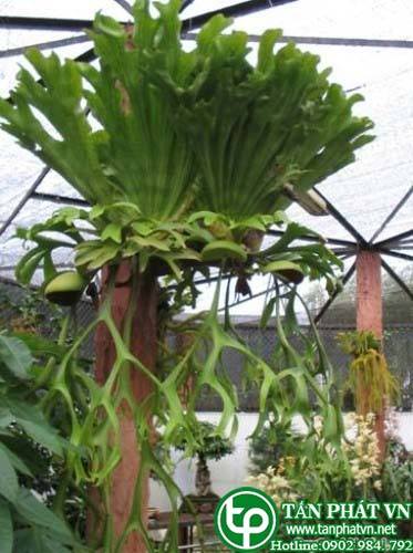 Cây ổ rồng dùng chữa phù thũng