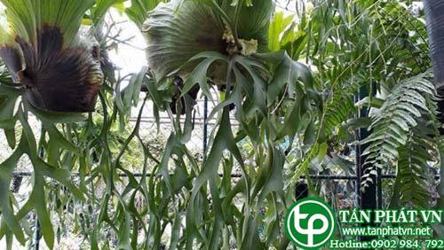 Cây ổ rồng tràng làm thuốc bó chữa gãy xương