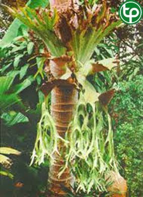 Cây ô rồng trị phù chân tay, trị ghẻ ngứa