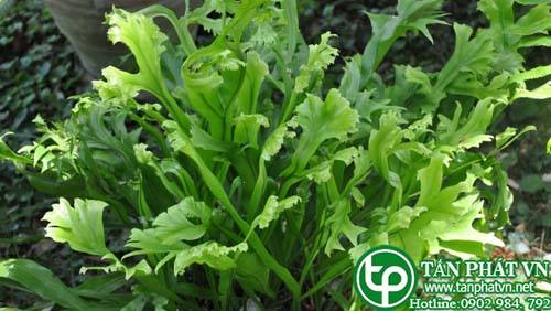 Cây ổ sao có tác dụng thanh nhiệt lợi niệu, tán ứ tiêu thũng