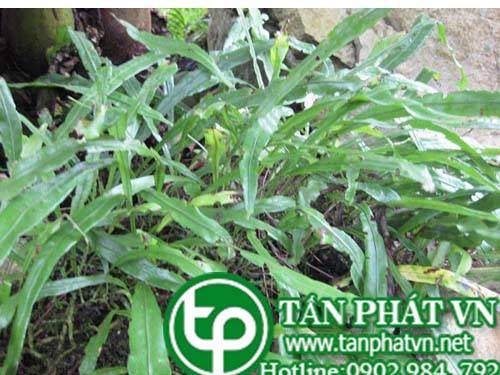Cây ổ sao dãy có tác dụng thanh nhiệt giải độc, lợi tiểu