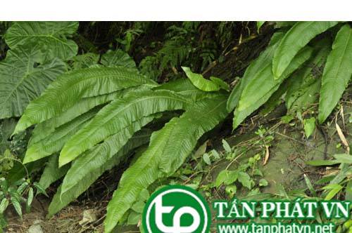 Cây ổ sao lá màng có tác dụng thanh nhiệt lợi niệu