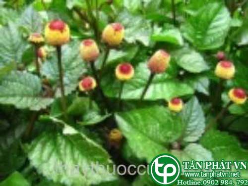 Cây phát lãnh công dùng lá nấu nước tắm chữa sốt rét