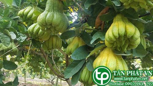 Cây phật thủ dùng trị đầy bụng, đau dạ dày, chán ăn