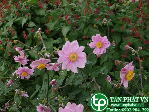 Cây phong quỳ dùng chữa bệnh về tim