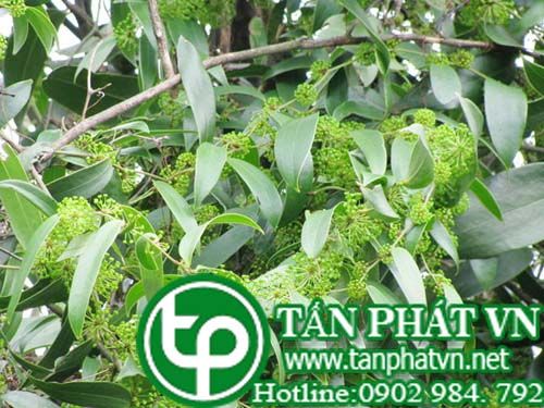 Cây phục linh giúp lợi tiểu, chữa thủy thũng