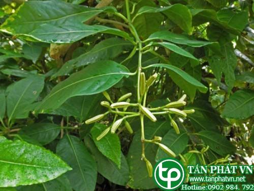 Cây pison hoa tán giúp trị băng huyết, tiểu đường