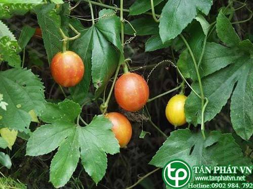 Cây qua lâu có tác dụng thanh nhiệt hoá đàm