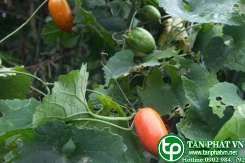 Cây qua lâu trứng có tác dụng thanh nhiệt giải độc